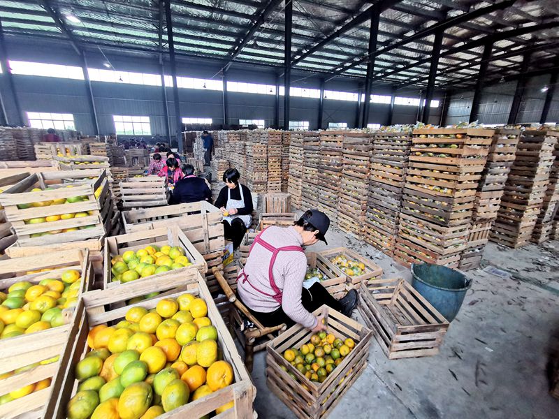 柑橘豐收卻不增收？看浙農(nóng)控股如何給龍游的橘農(nóng)們&ldquo;支招&rdquo;